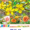 In Lịch 7 Tờ Lò Xo Hoa Xuân